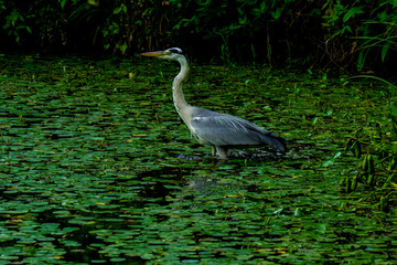 宇佐神宮の菱形池
