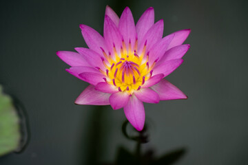 Lotus flower on water in the Garden.