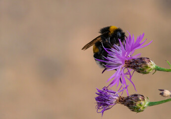 Eine Hummel auf einer Distelblüte © biggi62
