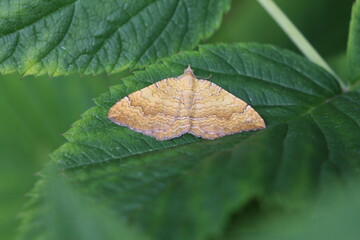 Ockergelber Blattspanner - Camptogramma bilineata