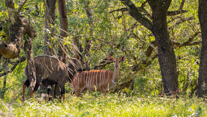 Nyala Antilope im Naturreservat Hluhluwe Nationalpark Südafrika