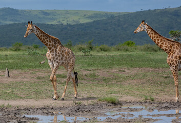 Giraffen im Naturreservat im Hluhluwe Nationalpark Südafrika