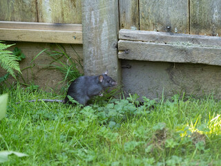 P7010419 black ship rat (Rattus rattus) in the grass near a fence cECP 2022