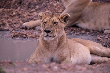 Lion in Masai Mara National Park of Kenya