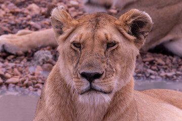 Lion in Masai Mara National Park of Kenya