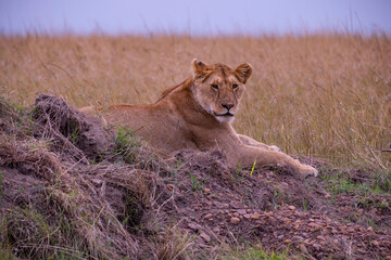 Lion in Masai Mara National Park of Kenya