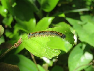 Tent caterpillar eating green leaves
