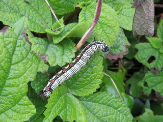 Ramie caterpillar on green leaves