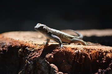 Naklejka na ściany i meble Gecko Lizard on wood
