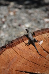 Gecko Lizard on wood