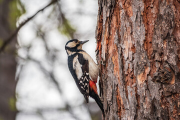 Little woodpecker sits on a tree trunk. The great spotted woodpecker, Dendrocopos major