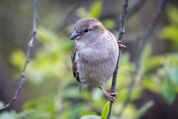 Sparrow sitting on a green branch in spring. Sparrow with playful poise on branch in spring or summer