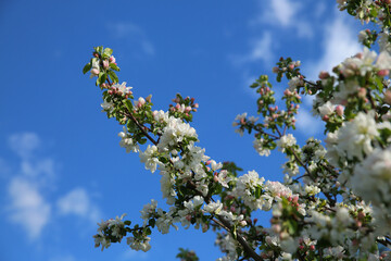 Bokeh flower Background. Blooming apple tree in spring time. Spring background