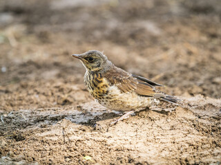 A fieldfare chick, Turdus pilaris, has left the nest and sitting on the spring lawn. A fieldfare...