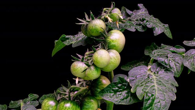 Tomatoes turn red on the bush, timelapse, 4k. A bunch of tomatoes. Tomato Harvest. Grew up in a greenhouse. Fresh tomatoes, ready to pick. Close-up.