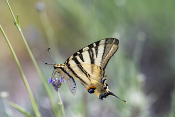 scarce swallowtail (Iphiclides podalirius) butterfly is taking nectar from a lavender plant in the provence, France.