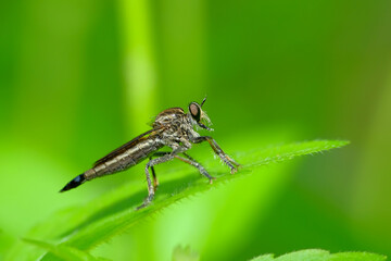 A robber fly from the family asilidae perched on a plant leaf with bokeh background