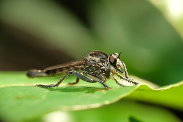 A robber fly from the family asilidae perched on a plant leaf with bokeh background