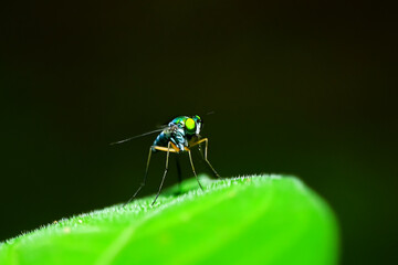 Long-legged flies perched on green leaves