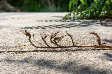 branches in close-up on a road