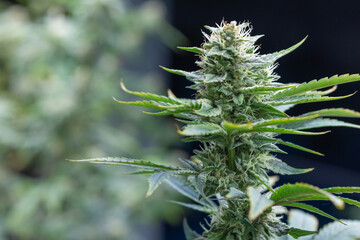 Closeup Cannabis Sativa or Cannabis Indica marijuana hemp flower bud high CBD and THC plant with copy space