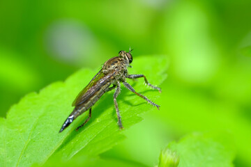 The Asilidae are a family of robber flies, also called killer flies. 