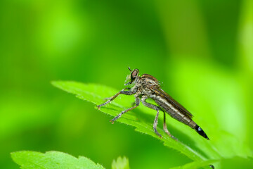 The Asilidae are a family of robber flies, also called killer flies. 