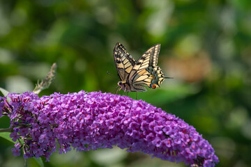 Schmetterling auf Flieder - Schwalbenschwanz