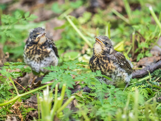 Two fieldfare chicks, Turdus pilaris, have left the nest and are sitting on the spring lawn....