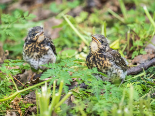 Two fieldfare chicks, Turdus pilaris, have left the nest and are sitting on the spring lawn. Fieldfare chicks sit on the ground and wait for food from its parents.