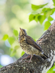 A fieldfare chick, Turdus pilaris, has left the nest and is sitting on a branch. A chick of fieldfare sitting and waiting for a parent on a branch.