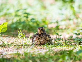 A fieldfare chick, Turdus pilaris, has left the nest and sitting on the spring lawn. A fieldfare...