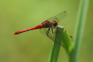 A Ruddy Darter Dragonfly, Sympetrum sanguineum, perching on a reed at the edge of a pond.