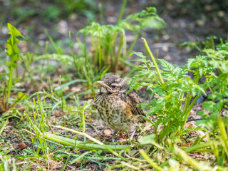 A Redwing chick, Turdus iliacus,, has left the nest and sitting on the spring lawn. A Redwing chick, a bird in the thrush family, sits on the ground and waits for food from its parents.