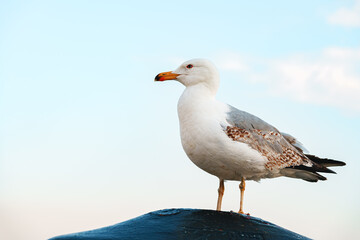 Seagull bird standing on the seashore rock in Istanbul.