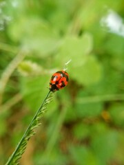 Naklejka premium Coccinella septempunctata looks beautiful on grass stalks with green leaf background