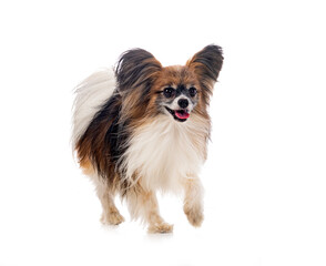 papillon dog in studio