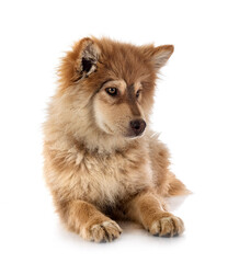 puppy Finnish Lapphund in studio