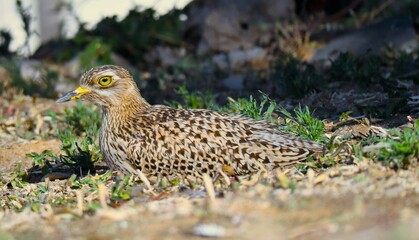 Spotted Thick Knee, also known as a Dikkop, native to Central and Southern Africa
