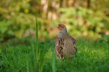 Grey partridge in the nature habitat. Perdix perdix. A portrait of a field bird beautifully illuminated by the morning light