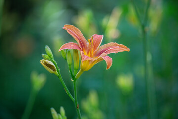 Tiger lily flower. Red orange lily flower with a bud has not opened. Lilium lancifolium. Lilium tigrinum. Lilium Lancifolium. Selective focus, blurred background. Floral background.  High quality phot