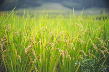 実りの秋 田んぼの稲穂が穂を垂れる 日本長崎県東彼杵郡波佐見町鬼木棚田