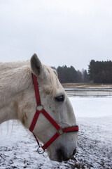 Gray horses in the winter yard. Close-ups on the heads. The photo was taken on a cloudy day