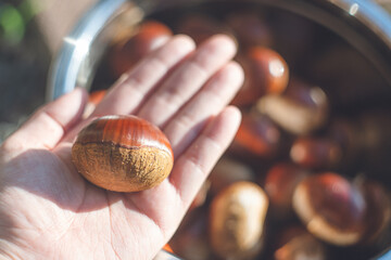 栗拾い 秋の味覚
