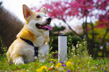 This Welsh Corgi Pembroke is my dog.