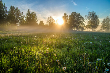 Obraz na płótnie Canvas Morning dawn among the trees in the field 