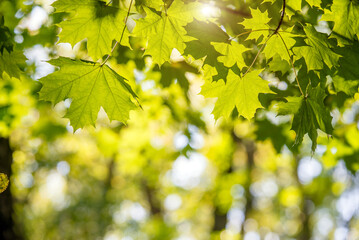 Green nature background with maple leaves
