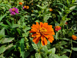 Zinnia flower on the plant
