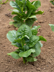 ツルムラサキ畑