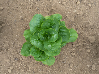 ツルムラサキ畑